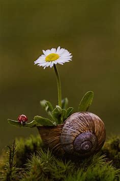 «snail» 1080P, 2k, 4k Full HD Wallpapers, Backgrounds Free Download ...