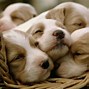 Image result for Cute Puppy Wallpaper for Computer