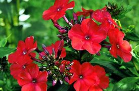 Image result for Summer Flowers Perennials