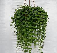 Image result for Hanging Houseplants