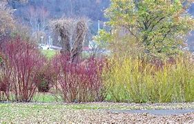 Image result for Red Twig Dogwood Shrub/Bush, 2-3 Ft- Look Forward To Fall/Winter With Fire-Red Color