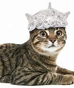 Image result for Cat Dressed in a Tin Foil Hat