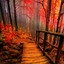 Image result for Autumn Wallpapers for Amazon Fire