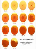 Image result for Egg Candling Chart