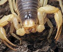 Image result for Giant Desert Scorpion