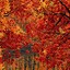 Image result for iPhone Fall Decor Wallpaper