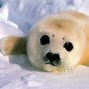 Image result for Foca Seal