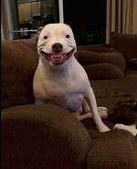Image result for Smiley Dog Face Meme