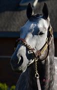 Image result for Frosted Racehorse