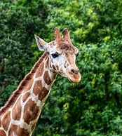 Image result for Giraffe Close Up
