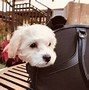 Image result for Woman steals Maltipoo puppy