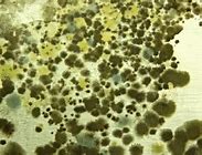 Image result for Mold Removal Entire House