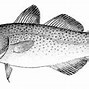 Image result for Cod Fish Farm