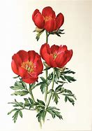 Image result for Peony Print