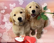 Image result for Puppy Love Images