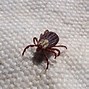 Image result for Bugs On My Dog