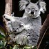 Image result for Baby Koala Animal