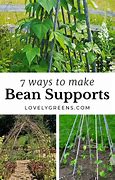 Image result for Bean Plant Supports