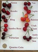 Image result for Cherry Species