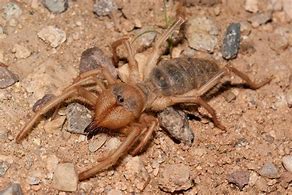Image result for Wind Scorpion