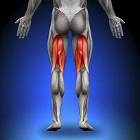 Image result for Hamstring Muscle Group