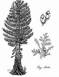 Image result for Cedar Tree Drawing
