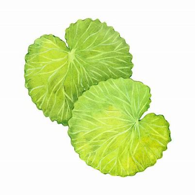 Image result for centella asiatica drawing