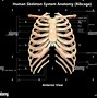 Image result for Large Rib Cage