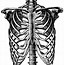 Image result for Rib Cage Drawing