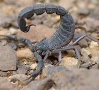 Image result for FatTail Scorpion