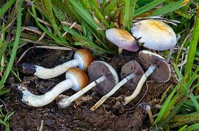 Image result for Psilocybe Cubensis