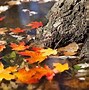 Image result for Fall Leaves Computer Wallpaper