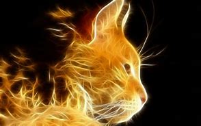 Image result for Free Cat Screensavers for Kindle Fire