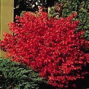 Image result for Burning Bushes in Full Bloom of Red