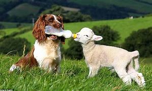 Image result for free pics of animal friends