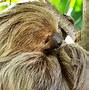 Image result for Sloth On Tree
