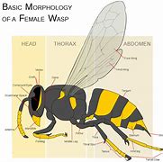 Image result for Anatomy of a Wasp