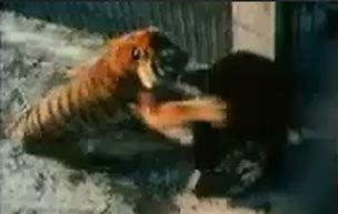 Image result for Tiger vs Black Bear