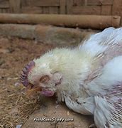 Image result for Bird Flu in Poultry