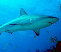 Image result for Caribbean Shark Species