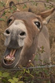 Image result for Donkey Smile Ad