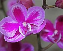 Image result for Orchid Beer