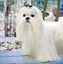 Image result for Maltese Dog Long Hair