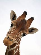 Image result for Giraffe Close Up
