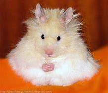Image result for Funny Cute Hamsters
