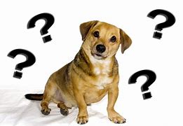 Image result for Dog Asking Questions