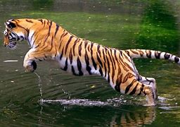 Image result for White Tiger Jump