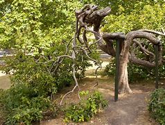Image result for Tree Growing Sideways