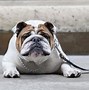 Image result for Strong Dog Funny