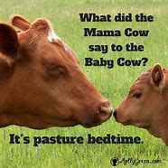 Image result for Clean Cow Jokes